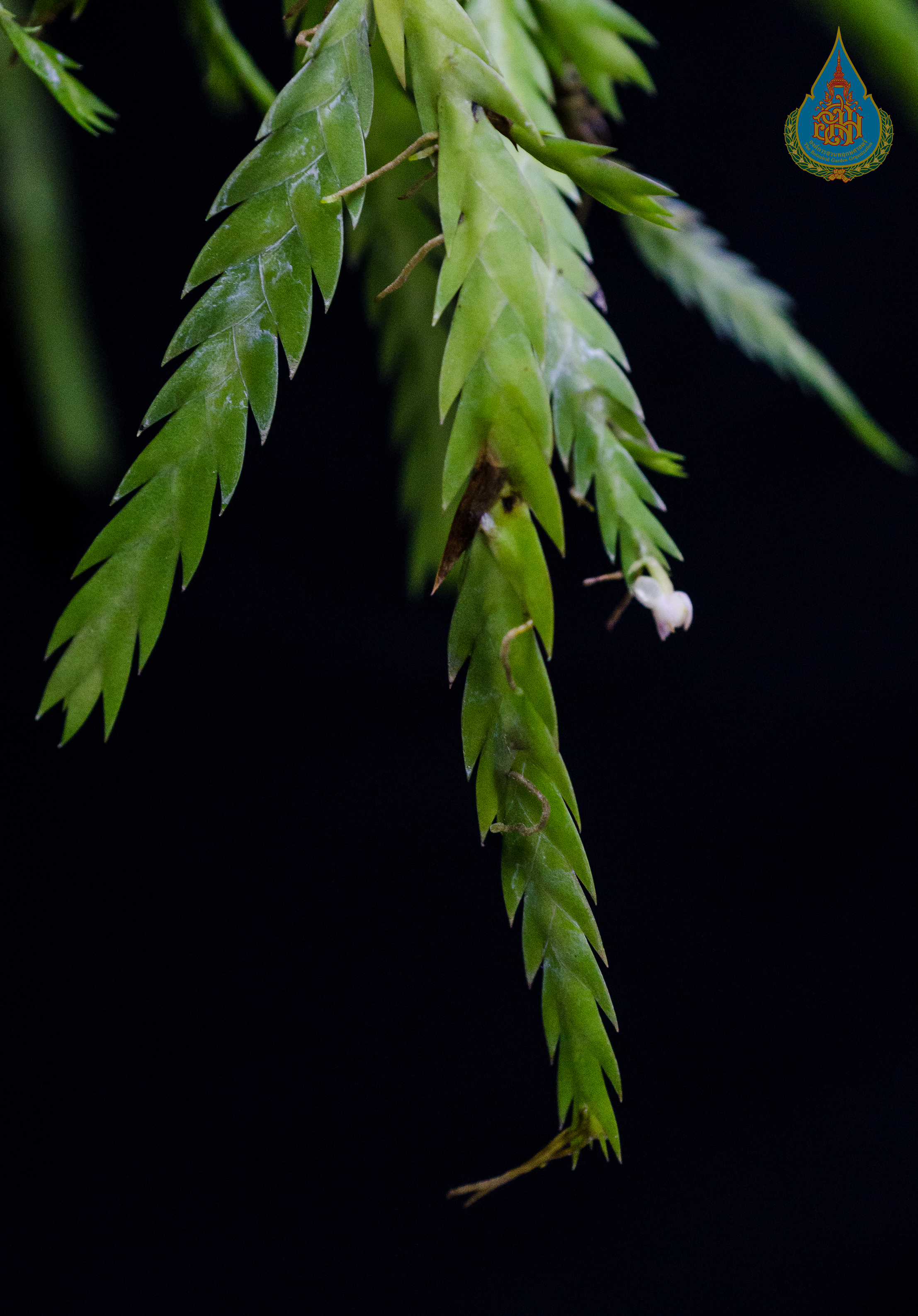 หางเปียน้อย Podochilus cultratus Lindl.<br/>ORCHIDACEAE